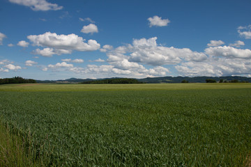 Fototapeta na wymiar Blauer Himme mit weißen Wolken über grünem Feld
