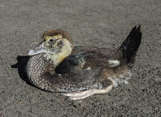Funny duckling sitting and basking in the sun on a farm. Farm animals. Little bird.
