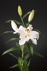 Beautiful perfectly blooming, soft lit white lily (botanical: Lilium Orientalis) . Shot against a dark, slightly lit background.