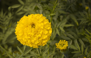 yellow marigold flower on grass background