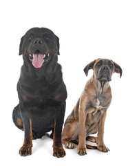 puppy italian mastiff and rottweiler