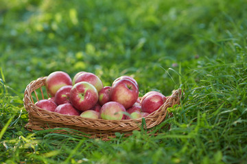 Tasty and juicy full basket of red apple among grass.