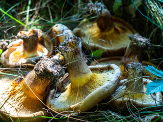 Mushrooms in dry grass. Paxillus.