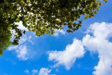 Obraz premium 青空からの木漏れ日