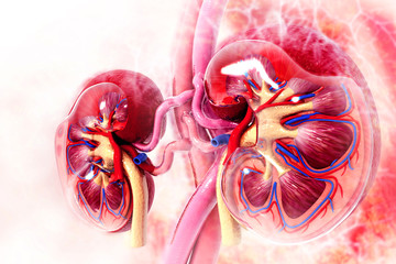 Human kidney cross section on scientific background