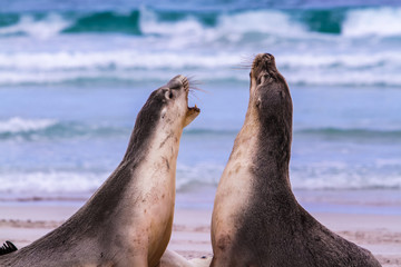 seal on the beach