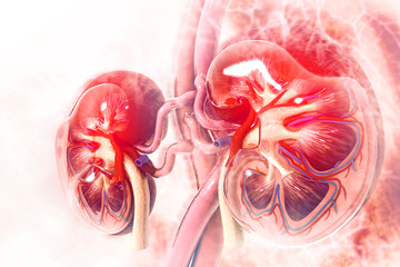 Human kidney cross section on scientific background
