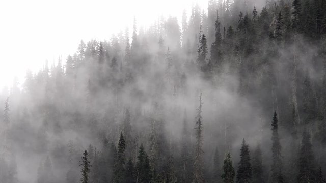 4k Cold scenery of fog and mist in forest in the Canadian Rockies with snow and fir trees in wonderful scenery