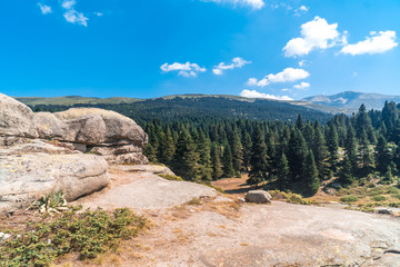 Pinetree Forest in Uludag National Park