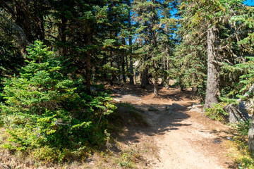 Pinetree Forest in Uludag National Park