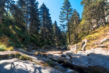 Small River Among Forest in Uludag National Park