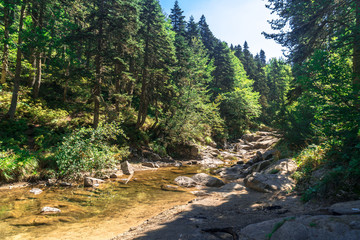 Small River Among Forest in Uludag National Park