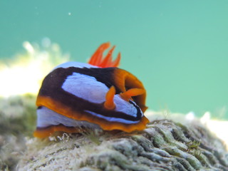 Orange, Black, White Nudibranch Chromodoris westraliensis, Endemic to Western Australia