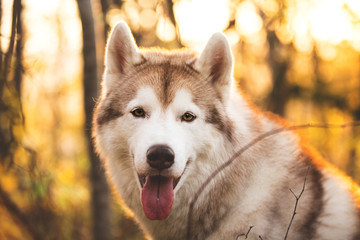 Close-up Portrait of cute Beige and white dog breed Siberian Husky sitting in autumn on a bright forest background.