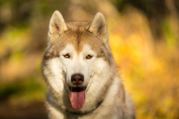 Close-up Portrait of serious Beige and white dog breed Siberian Husky sitting in fall on a bright forest background.