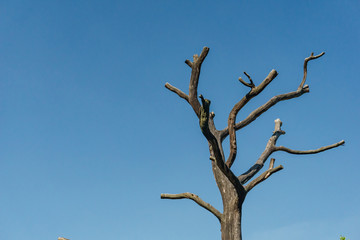 branches of naked dead tree trunk on blue sky background