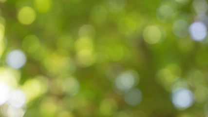 Obraz premium bokeh of sun shining on a tree with green leaves