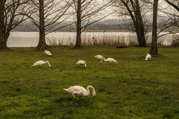 Varese lake nature Italy