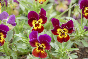 Closeup to flowers Bloom and blossom Clover  with colorful of colour 