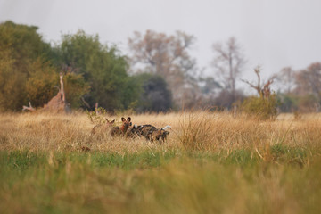 Wild Dogs hunting, impalas with predator. Wildlife scene from Africa, Khwai River, Okavango delta. Animal behaviour in the nature habitat, pack pride of wild dogs offensive attack on impala. 