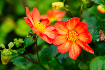 beautiful flowers in summer