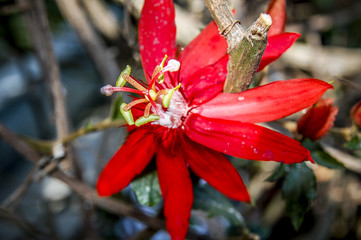 Closeup to flowers Bloom and blossom Clover  with colorful of colour 