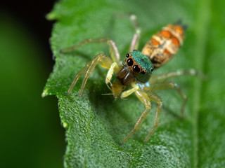 Macro Photo of Colorful Jumping Spider with Prey on Green Leaf