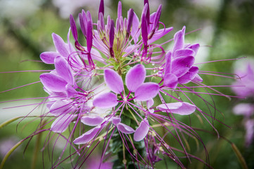 Closeup to Flower bloom and blossom Clover flowers with colorful of colour