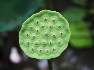 Close up of fresh lotus seed pod on blur lotus leaf background.