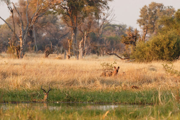 Wild Dogs hunting, impalas with predator. Wildlife scene from Africa, Khwai River, Okavango delta. Animal behaviour in the nature habitat, pack pride of wild dogs offensive attack on impala. 
