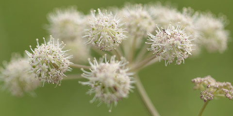 beautiful funny flower anthriscus blooming in the forest or in the park