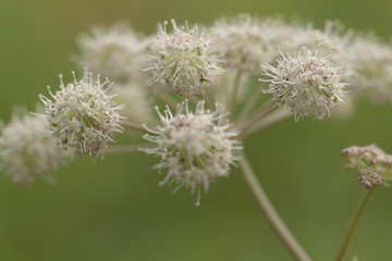 beautiful funny flower anthriscus blooming in the forest or in the park