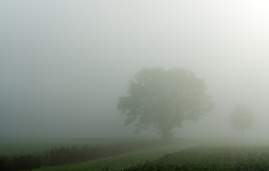 Fototapeta na wymiar field and tree foggy idyllic landscape in the coutnryside