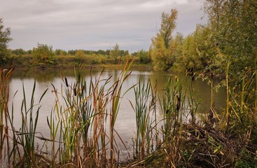 reeds in lake