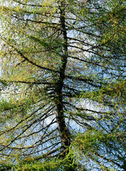 forest in autumn colors with fall foliage landscape background and sky