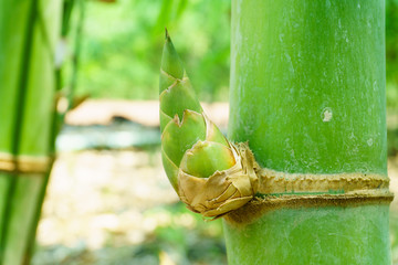close up bamboo shoot in the garden,BAMBUSA BEECHEYANA MUNRO BEECHEY BAMBOO, SILKBALL