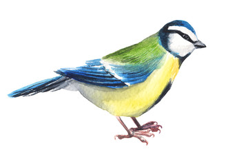 Watercolour hand painted bird titmouse. Bright tit illustration isolated element on white background. Black red yellow, colours feather. Nice design and decoration card, cover magazine article