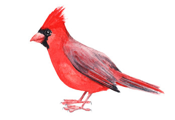 Watercolour hand painted bird cardinal. Bright red illustration on white background. Red and grey vivid colours feather. Nice design and decoration card, cover magazine article, kids goods decoration.