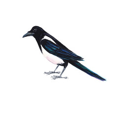 Watercolour hand painted bird magpie design element. Use as a decorative element for cover, card, web design and decoration.