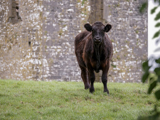 Fototapeta premium Black cow in a field, old stone building in the background, East coast of Ireland