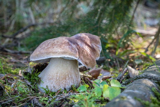 Amazing edible mushroom boletus edulis in sunny forest