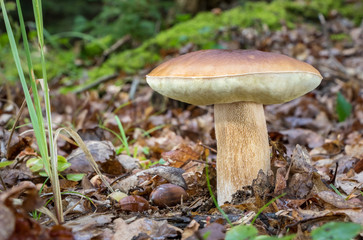 Shot of amazing edible cep mushroom in autumn forest