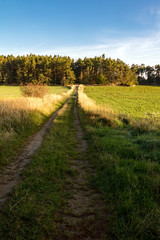 Obraz premium Dirt road through green meadows and forest under blue sky