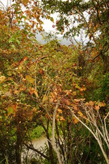 秋の樹木