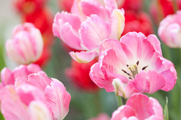 Fototapeta na wymiar wonderful pink striped and red tulips adorn the flower bed in the garden