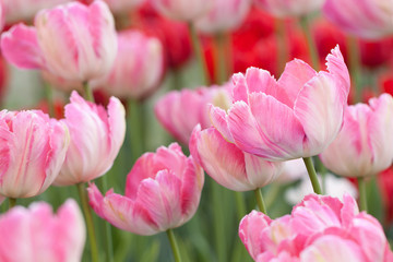 wonderful pink striped and red tulips adorn the flower bed in the garden