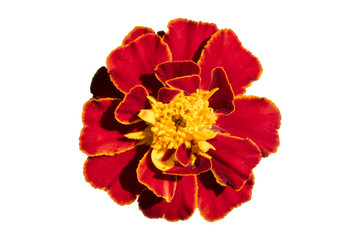 One red-yellow French Marigold flower isolated on white