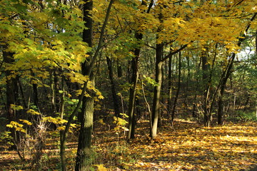 jesienny las