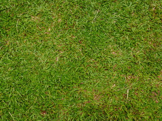 background of green grass,nature field
