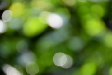 Background and bokeh. The images have beautiful lighting and circular blurred images suitable for the background. To shoot under a tree shade. Blurry images appear green and white reflecting a beautif